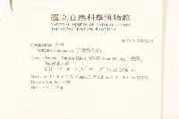 苦滇菜、苦菜藏品圖，第2張