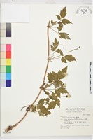 繡球藤藏品圖，第1張