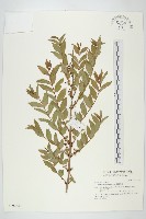 臺灣馬桑藏品圖，第1張