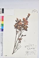 細葉杜鵑、南湖杜鵑、志佳陽杜鵑藏品圖，第1張
