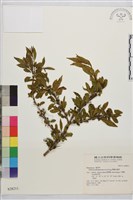 畢祿山鼠李藏品圖，第1張