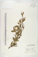 玉山胡頹子藏品圖，第1張