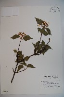 樺葉莢迷、玉山莢迷藏品圖，第1張