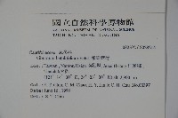 樺葉莢迷、玉山莢迷藏品圖，第2張