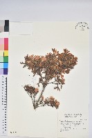 臺灣高山杜鵑藏品圖，第1張