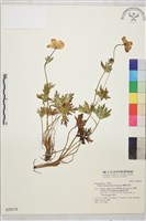 臺灣金蓮花藏品圖，第1張