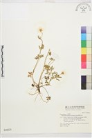 蓬萊毛茛藏品圖，第1張