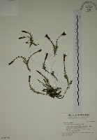 阿里山龍膽藏品圖，第1張