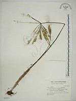 臺灣天南星藏品圖，第1張