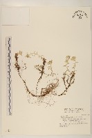 玉山薄雪草藏品圖，第1張