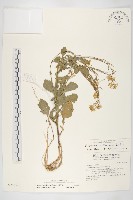 山芥菜藏品圖，第1張