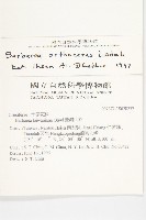 山芥菜藏品圖，第5張