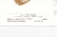 山芥菜藏品圖，第6張