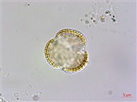 山芥菜藏品圖，第2張