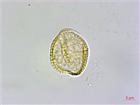 山芥菜藏品圖，第3張