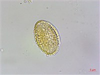 山芥菜藏品圖，第4張