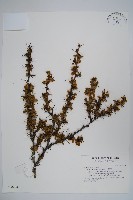 玉山小蘗藏品圖，第1張