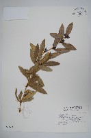 臺灣小蘗藏品圖，第1張