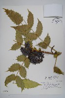 十大功勞藏品圖，第1張