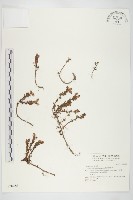 能高佛甲草藏品圖，第1張