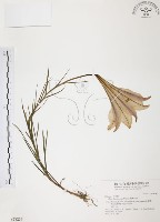 臺灣百合藏品圖，第1張
