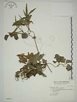 屏東鐵線蓮藏品圖，第1張