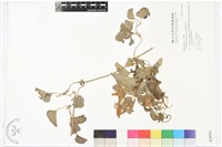 屏東鐵線蓮藏品圖，第2張