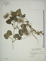 屏東鐵線蓮藏品圖，第1張