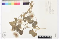 屏東鐵線蓮藏品圖，第2張