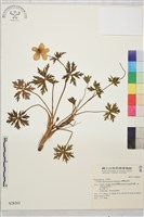 臺灣金蓮花藏品圖，第1張