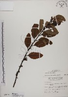 蓮華池桑寄生藏品圖，第1張