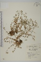 簇生卷耳藏品圖，第1張