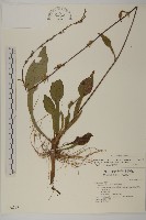 臺灣鬼督郵藏品圖，第1張