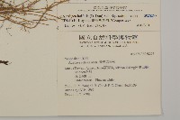 臺灣鬼督郵藏品圖，第2張