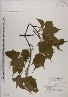 臺灣紅榨槭藏品圖，第1張