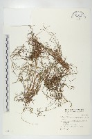 台灣碎米薺藏品圖，第1張