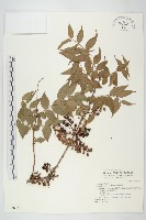 臺灣馬桑藏品圖，第1張