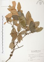 杜鵑桑寄生藏品圖，第1張