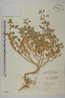 變葉藜藏品圖，第1張