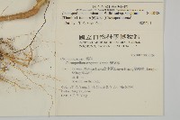 變葉藜藏品圖，第2張