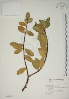 南嶺蕘花藏品圖，第1張