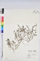 伏生大戟藏品圖，第1張