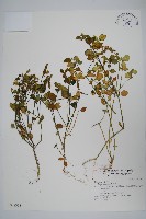 爵床藏品圖，第1張