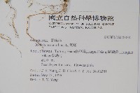 爵床藏品圖，第2張