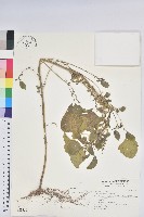 鐵莧菜藏品圖，第1張