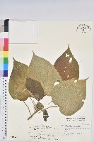 蘭嶼鐵莧、綠島鐵莧藏品圖，第1張