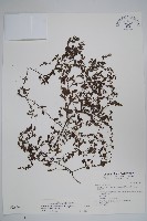 細纍子草藏品圖，第1張