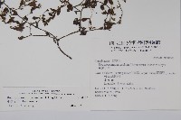 細纍子草藏品圖，第2張