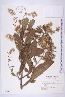 裂葉艾納香藏品圖，第1張