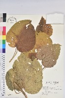 花蓮鐵莧、臺東鐵莧藏品圖，第1張